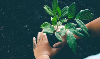 庭院种花用什么肥 庭院栽植中追肥有哪些要求