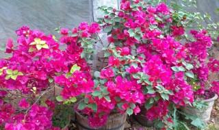 三角梅开花时上什么肥 三角梅上什么肥爱开花
