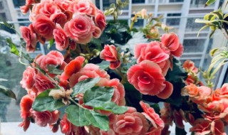 四季茶花什么时候施肥 茶花什么时候施肥
