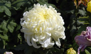 菊花一天要浇几次水 菊花多长时间浇水一次