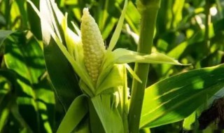 玉米什么时候施肥最合适 玉米什么时候追施肥最好