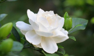 栀子花叶子耷拉下来怎么办 栀子花叶子下垂怎么办