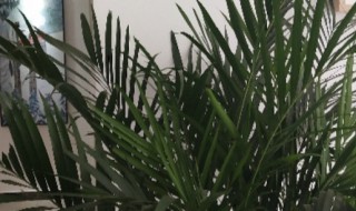 富贵椰子树多久浇水 富贵椰多长时间浇水