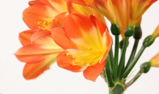 秋冬季节君子兰怎么浇水 冬季怎么给君子兰浇水