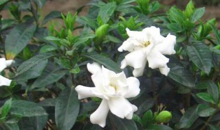 盆栽花什么时候施肥好 盆栽花什么时候施肥