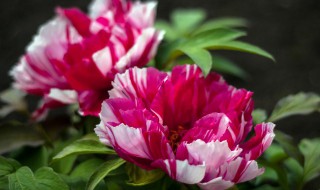 花为什么有香味 花为什么有香味