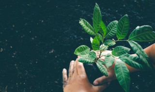 如何提高植物抵御自然灾害的能力 植物为什么能抗灾除害