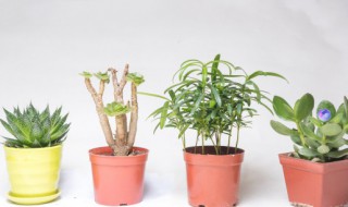 盆栽花卉什么时候换盆好 花卉什么季节换盆好