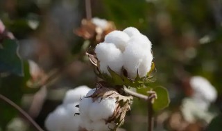 棉花是花吗还是果实 棉花是花吗