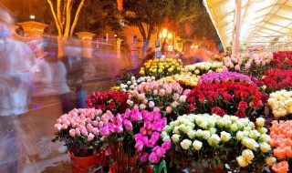 玄关放什么植物招财又旺宅 玄关放什么花招财又旺宅