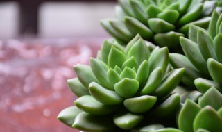 多肉植物种子怎么发芽 肉肉植物种子发芽了怎么种