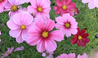 波斯菊发芽是什么样子 波斯菊发芽了怎么种