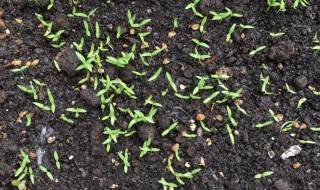 生菜发芽了然后怎么养 种的青菜发芽了怎么办