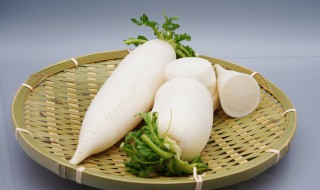 发芽的萝卜怎么种 家里萝卜发芽了怎么种