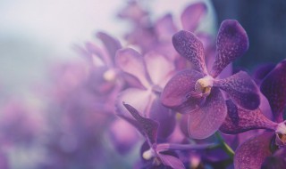 兰花怎么发根发芽 兰花发芽了怎么种