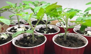 番茄种子出芽 番茄种子发芽了怎么种