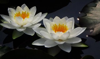 睡莲发芽后什么时候种 睡莲种发芽了怎么种