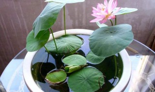 碗莲种藕生长过程 碗莲种藕发芽了怎么种
