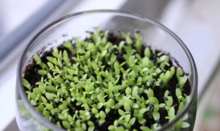 火龙果发芽了怎么种植才能结果 火龙果发芽了怎么种