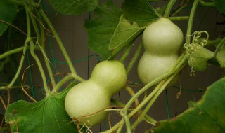 葫芦种子怎么泡发芽 葫芦泡发芽了怎么种