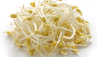 黄豆如何种出豆芽 发芽了的黄豆怎么种
