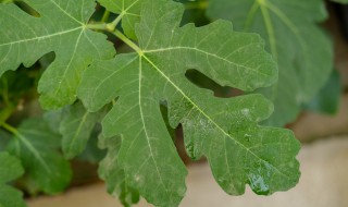 无花果的培植方法 无花果的栽培方法
