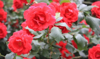 月季花培植方法 月季花栽培方法