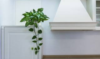 植物叶子晒干了怎么办 植物的叶怎么晒干