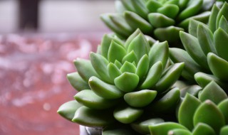种植多肉需要注意什么 多肉植物栽种要注意什么