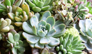新栽种的多肉应该注意什么 刚栽种的多肉应该注意哪几点