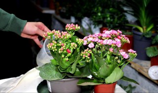 长寿花盆栽种植方法和注意事项 长寿花地栽种植方法和注意事