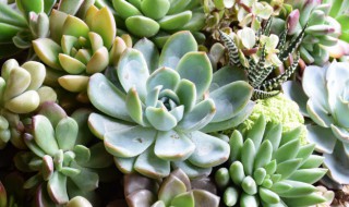 栽多肉需要注意什么 多肉栽种时应注意什么问题