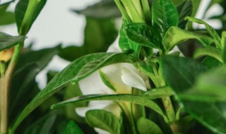 栀子花适合栽在什么地方 栀子花栽种一般要注意哪些