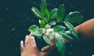 二月份适合种什么植物 二月份栽种植物需要注意什么