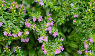 萼距花生长环境 萼钜花怎样栽种和注意事项