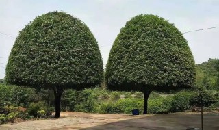 黄金桂花树的种植方法 金桂树栽种注意什么