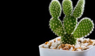食用仙人掌种植方法和注意事项 栽种仙人掌的注意事项