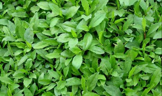 山野菜栽培技术 野菜怎么栽培
