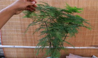 盆栽的文竹怎么养 新栽培的文竹怎么养