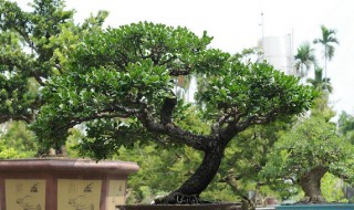 象牙松树的种植技术 象牙树怎么栽培