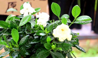 种栀子花需要注意什么 栽种栀子花应该注意