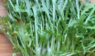 苦菊什么时候种植 苦菊什么时候种