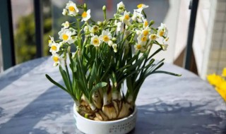 水仙花什么时候种植 水仙花什么时候种
