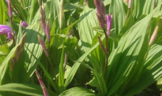 白芨什么时候种植 什么时候收割 白芨什么时候种