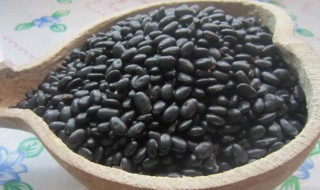 黑豆怎么种植小盆栽 黑豆怎么种小盆栽