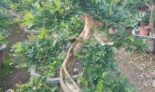 福建茶盆景几月份修剪 福建茶盆景多少时间浇水