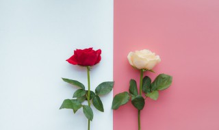 玫瑰花有没有毒能不能放室内养 玫瑰花放室内有毒吗