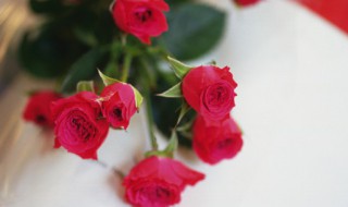 玫瑰花可以放室内 玫瑰花适合放在室内吗