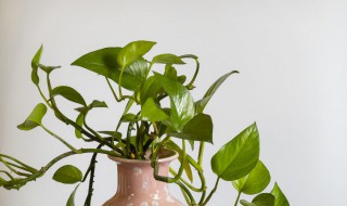 家里除甲醛的花 室内除甲醛的花