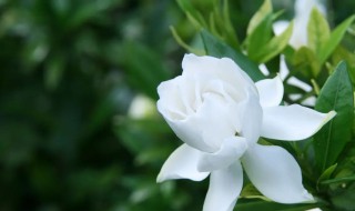 栀子花适合放在室内吗 栀子花适合放在室内吗